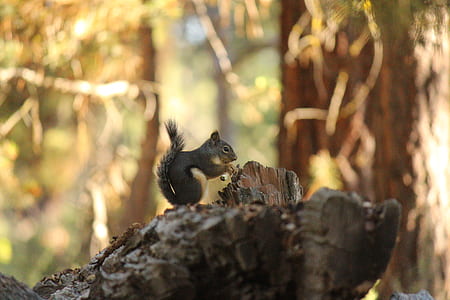 selective focus photography of squirrel on top of tree thumbnail