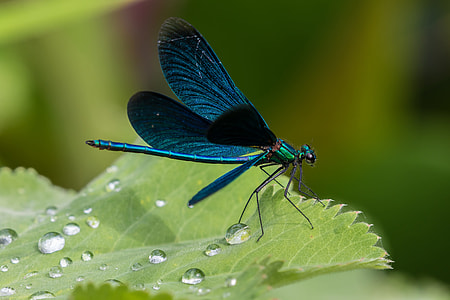 blue damselfly perched on green leaf thumbnail