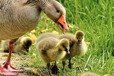 goose and duckling walking thumbnail