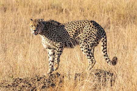 animal, grass, dangerous, grassland thumbnail