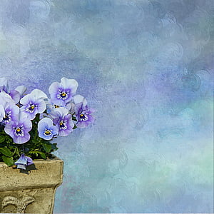 purple-and-white pansy flowers thumbnail