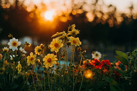 Flowers During Golden Hour thumbnail
