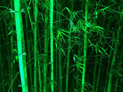 green bamboo foreset thumbnail
