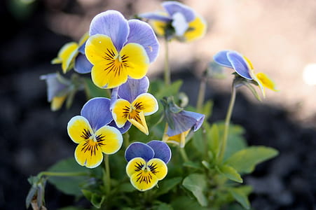 selective focus photography of purple-and-yellow pansy flowers thumbnail