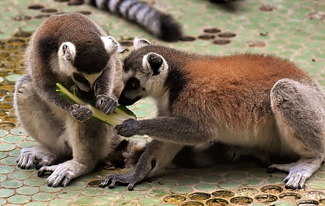 two adult lemurs thumbnail