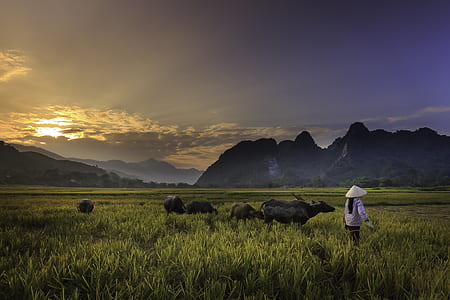 woman standing near black cattle on green grass field thumbnail