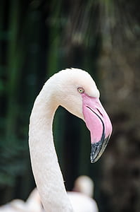 white flamingo thumbnail