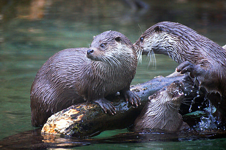 two otters on branch during day thumbnail