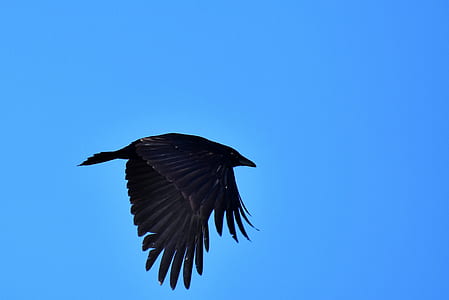 black bird flying under blue sky thumbnail