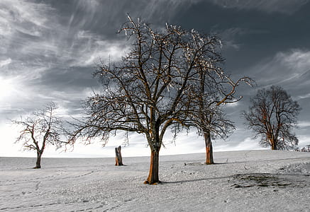 bare trees under white clouds thumbnail