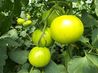 three green tomatoes thumbnail