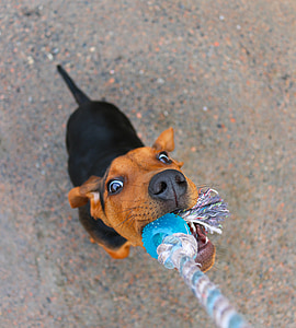 dog pulling rope close-up photo thumbnail