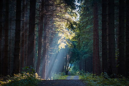 road in between forest trees at daytime thumbnail