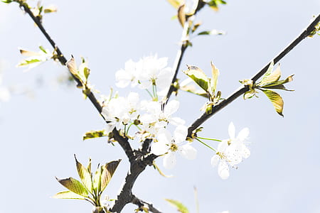 white petaled tree thumbnail