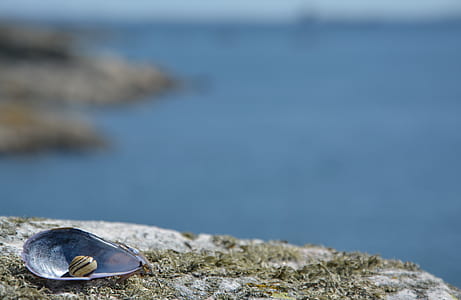 close-up photo of seashell thumbnail