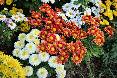 assorted flowers thumbnail