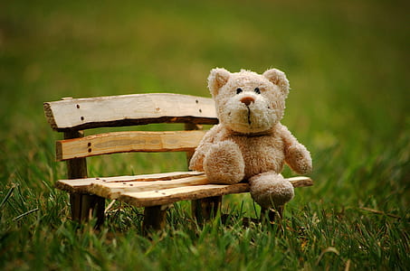 brown bear plush toy sitting on brown wooden bench miniature photo thumbnail