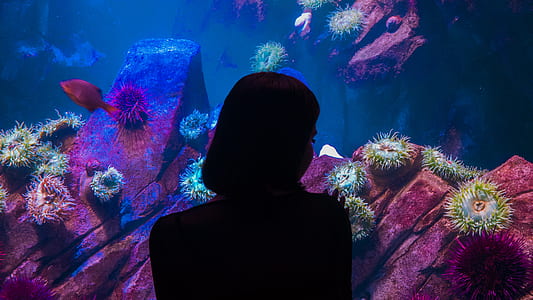 silhouette photo of woman in front of aquarium thumbnail