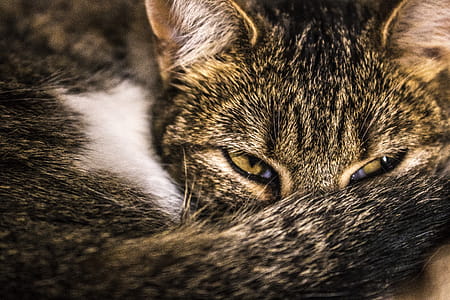 Close-up Photography Brown Tabby Cat thumbnail