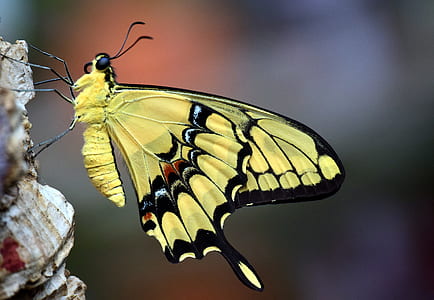 dovetail, papilio machaon, butterfly, close, insect, butterflies thumbnail