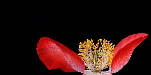 red and yellow flower thumbnail