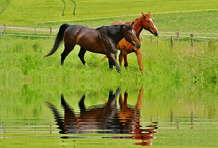 two brown horses thumbnail