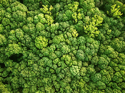 aerial photography of green leafed trees at daytime thumbnail