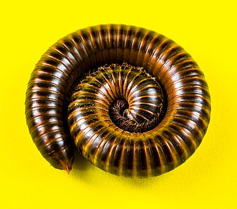 brown millipede thumbnail