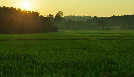 grass field during dawn thumbnail