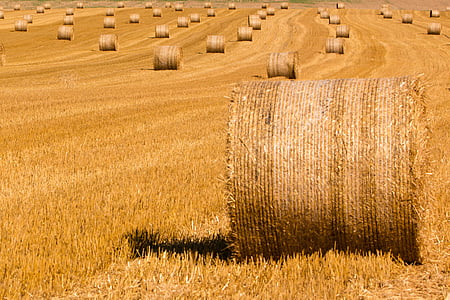 brown haystack thumbnail
