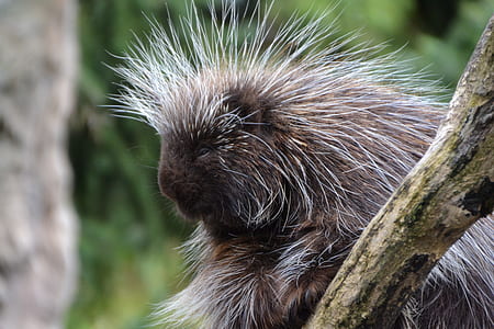 brown animal shallow focus photography thumbnail