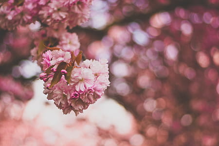 Selective Focus Photography of Pink and White Petaled Flowers thumbnail