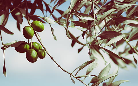 photo of green mango fruit thumbnail