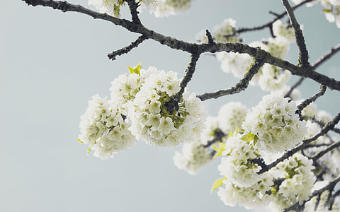 white petaled flowers thumbnail