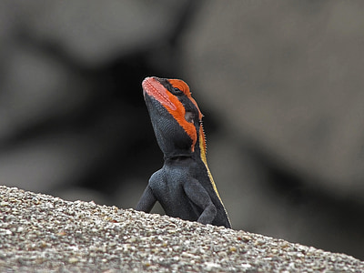 selective focus photography of black and orange lizard thumbnail