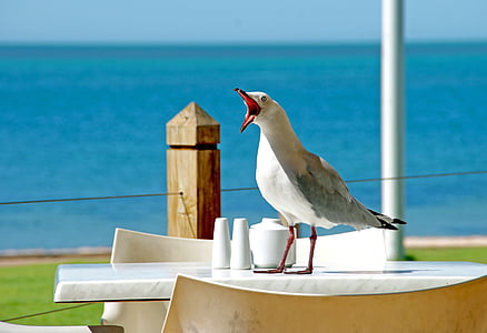 white and gray bird perching on white table thumbnail