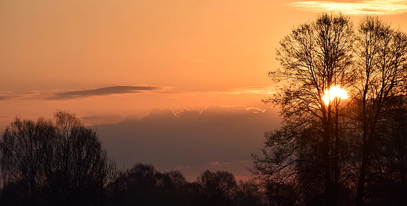 green leaf trees during golden hour ] thumbnail