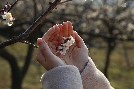 closeup photo of person holding petaled flower thumbnail