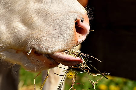 animal chewing green grass thumbnail