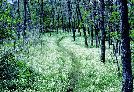 black trees near green grasses thumbnail