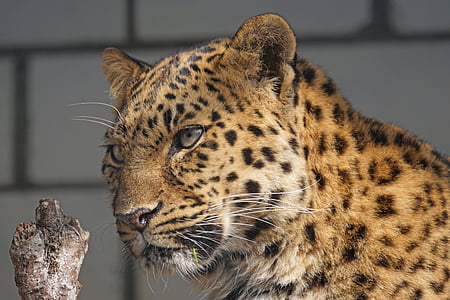 amur, leopard, close, cat, attention, predator thumbnail
