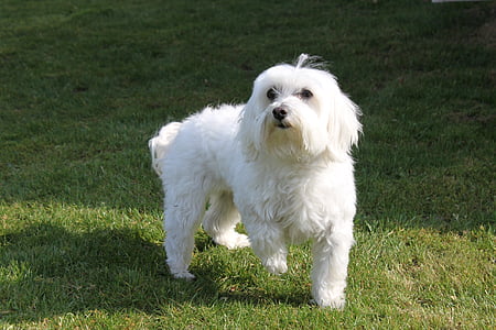 adult white maltese standing on field thumbnail