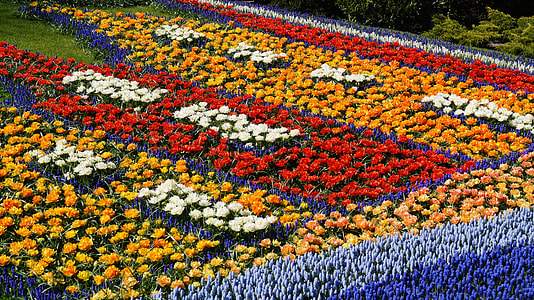A Colorful Flower Bed, In Keukenhof thumbnail