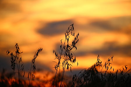 Wheat Field during Sun Set thumbnail