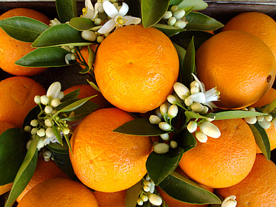 orange fruits and white flowers thumbnail
