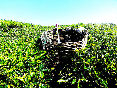 white wicker baskets on green grass thumbnail