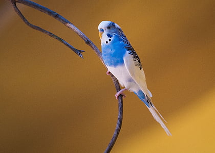 focus photography of blue and white budgerigar perched on branch of tree thumbnail