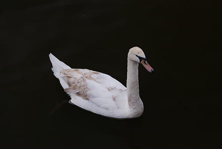 white goose thumbnail
