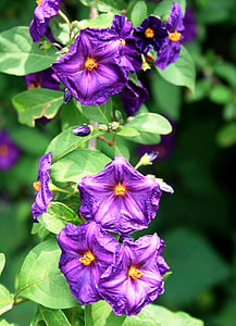 Wildflowers, Flowers thumbnail