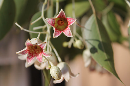 Brachychiton Populneus, Bottle Tree thumbnail